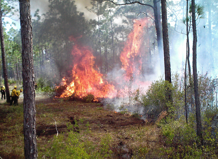 A forest fire burns in the woods.