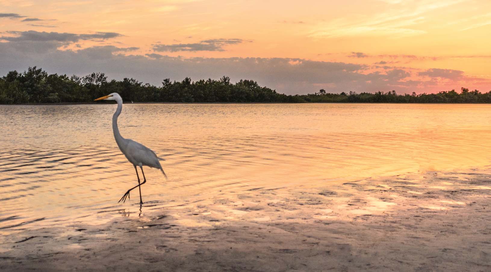 Wildlife and waterway