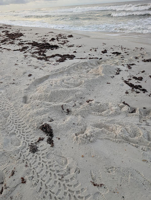 loggerhead nest
