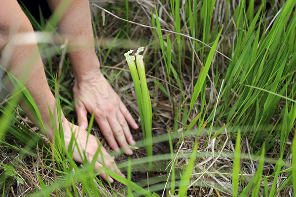 Natural Resources planting Natural Resources planting
