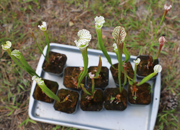 Pitcher Plants Pitcher Plants