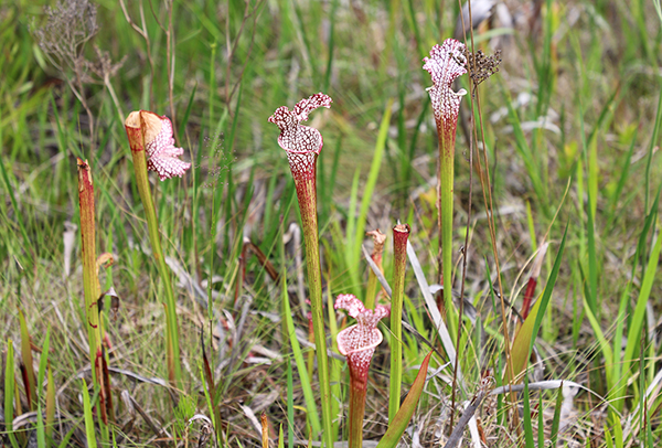 Pitcher Plants Pitcher Plants