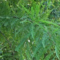 Bald Cypress at Jones Swamp