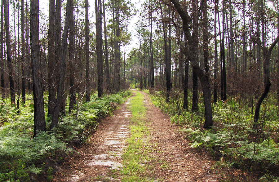 Jones Swamp Land Management