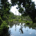 Pond in Jones Swamp