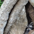 Raccoon in Jones Swamp