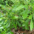 Wax Myrtle