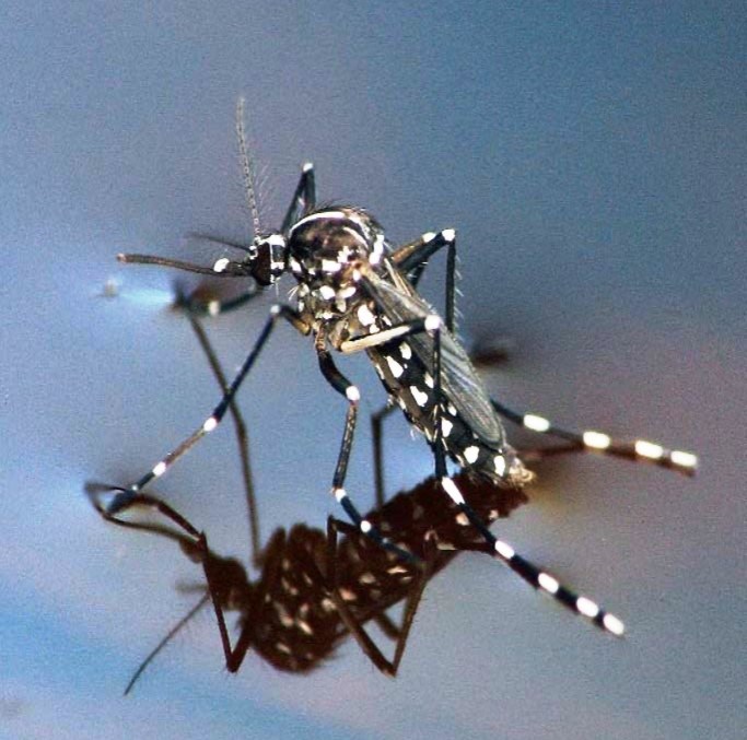 Asian Tiger Mosquito