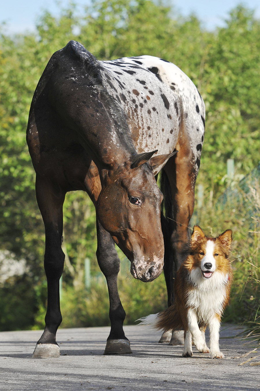 Horse and Dog