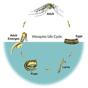 Mosquito Life Cycle Diagram Mosquito Life Cycle Diagram