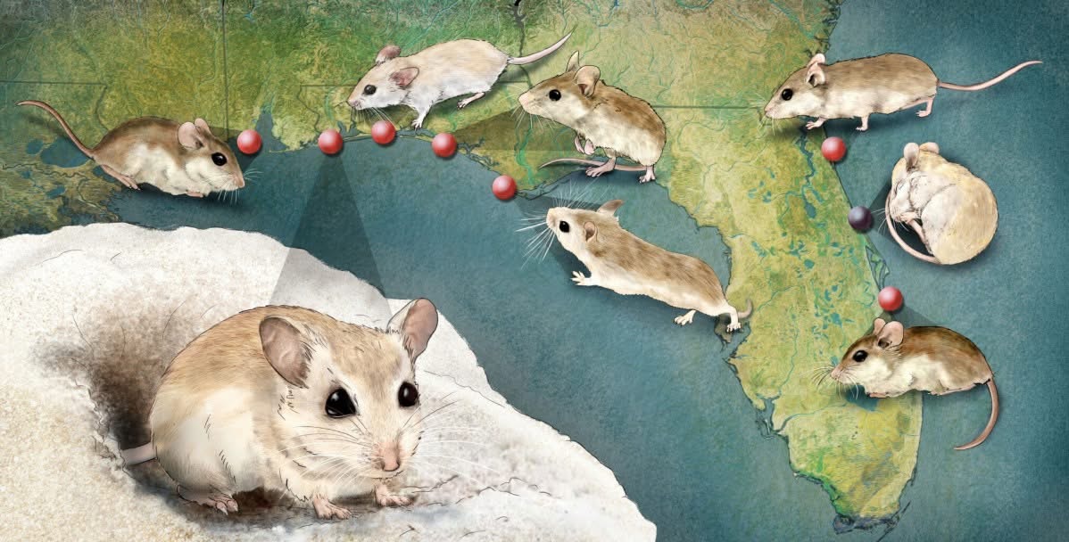Map showing beach mouse subspecies distribution along the Gulf and Atlantic coasts.