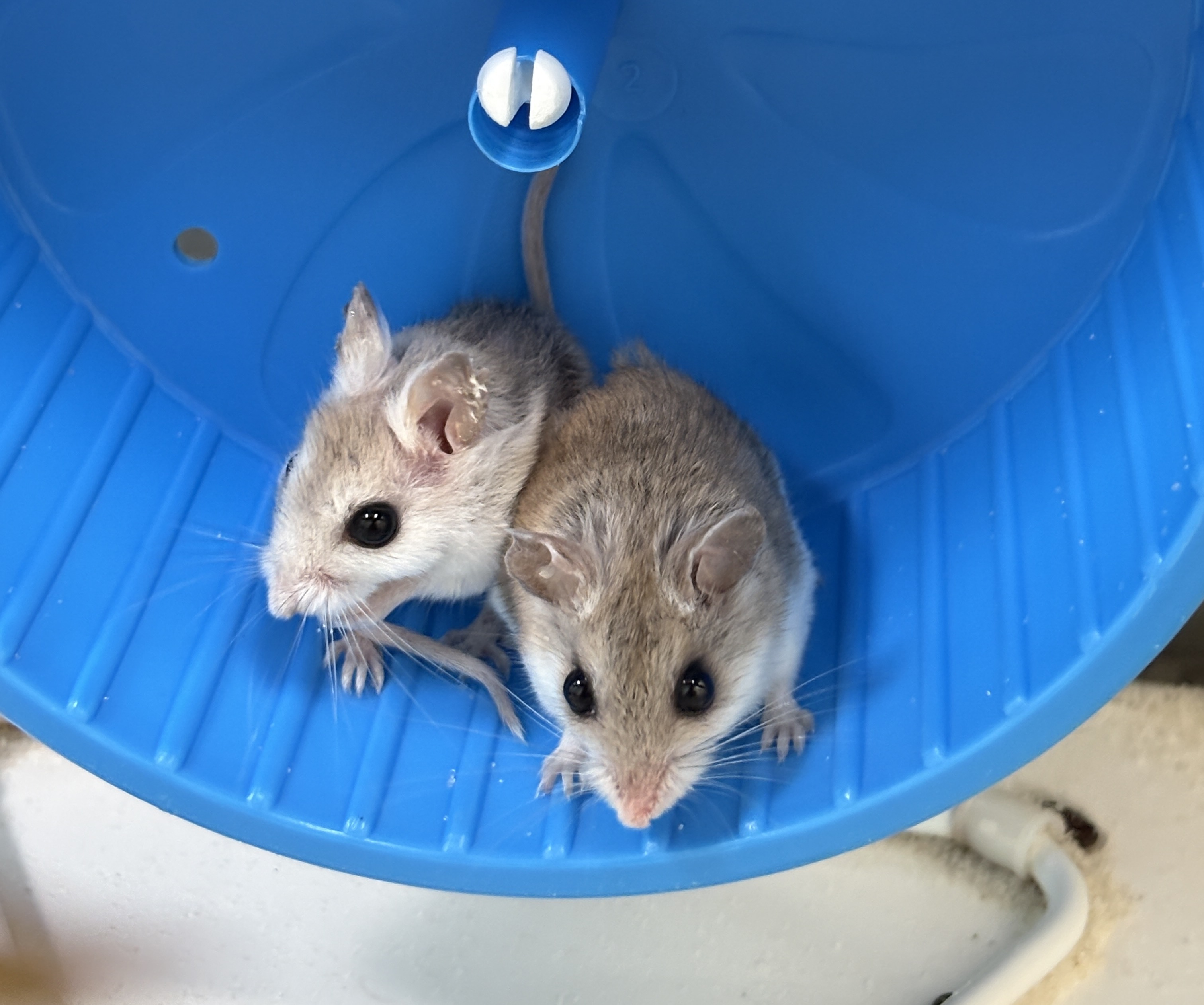 Beach mouse ambassador in an observation container.