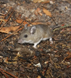 Cotton mouse reference photo.