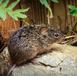 Cotton rat reference photo.