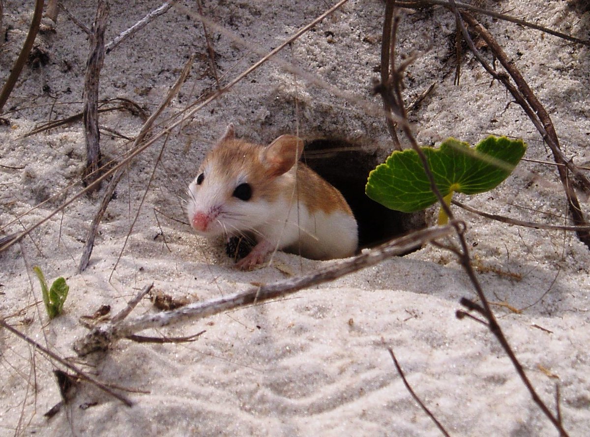 a Perdido Key Beach Mouse