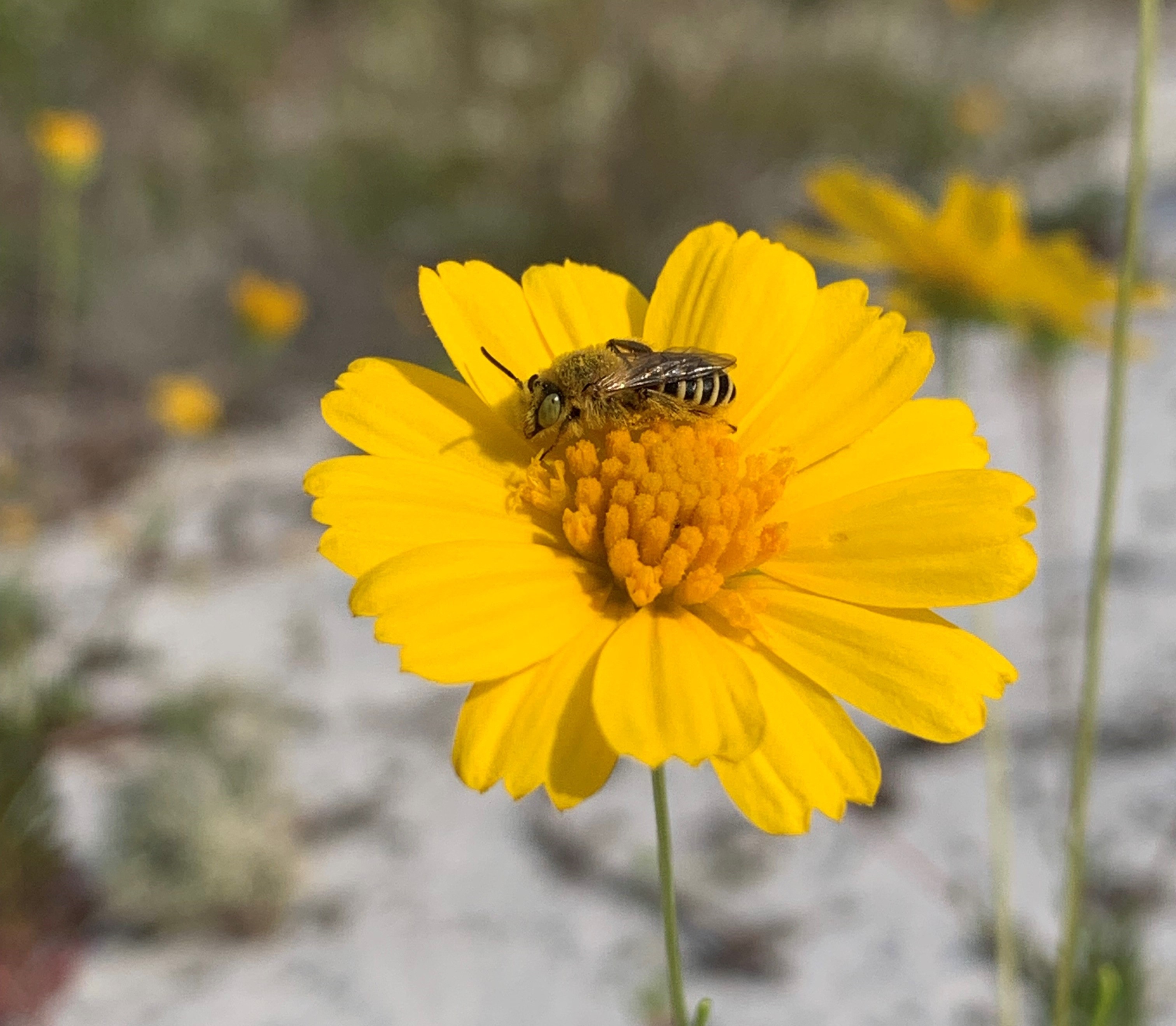 Gulf Coast solitary bee on a yellow coastal flower.