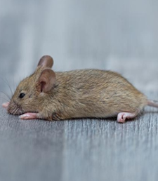 House mouse reference photo.