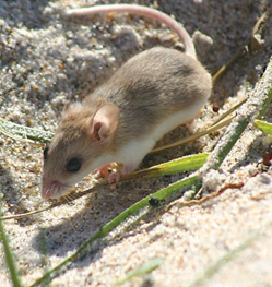 Perdido Key beach mouse reference photo.