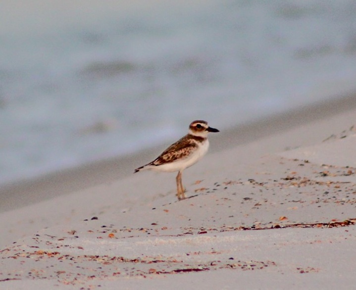 Shorebird on the coast, photo 1.