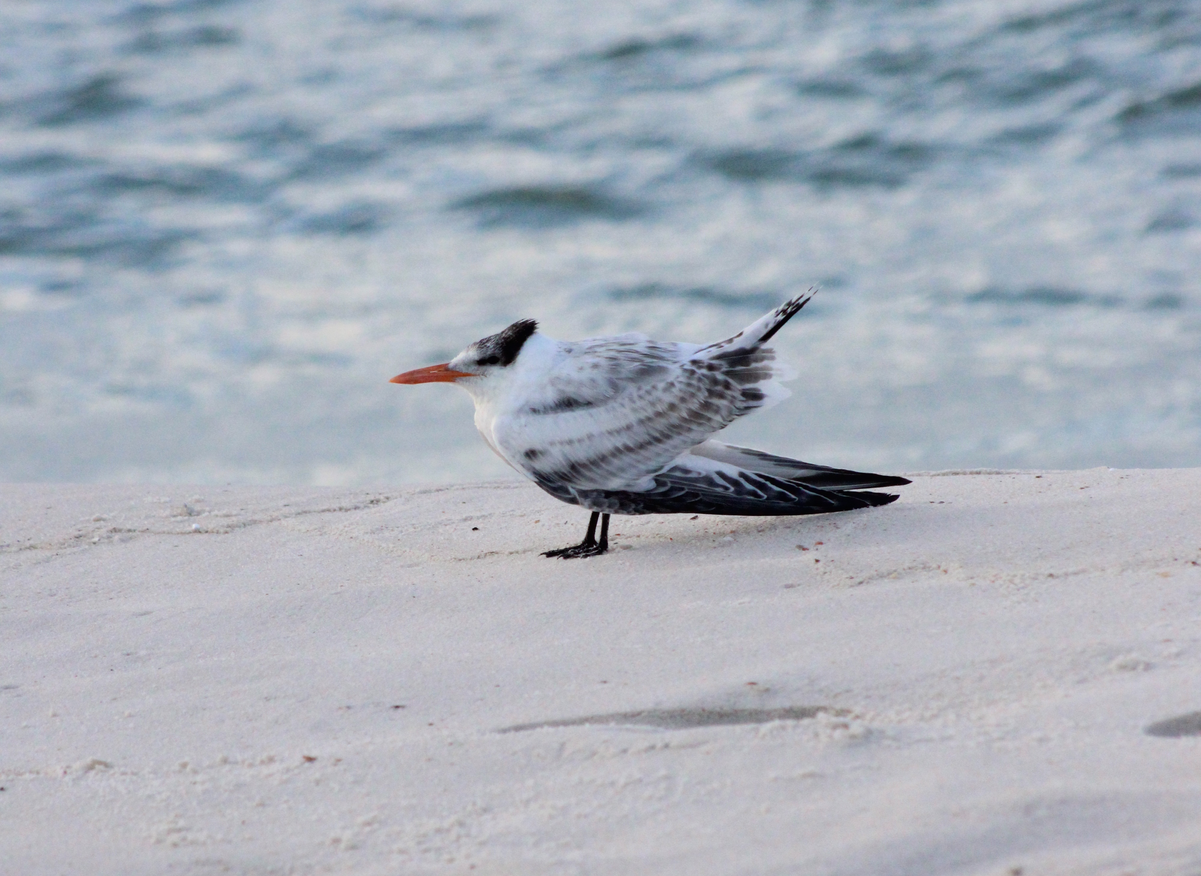 Shorebird on the coast, photo 2.