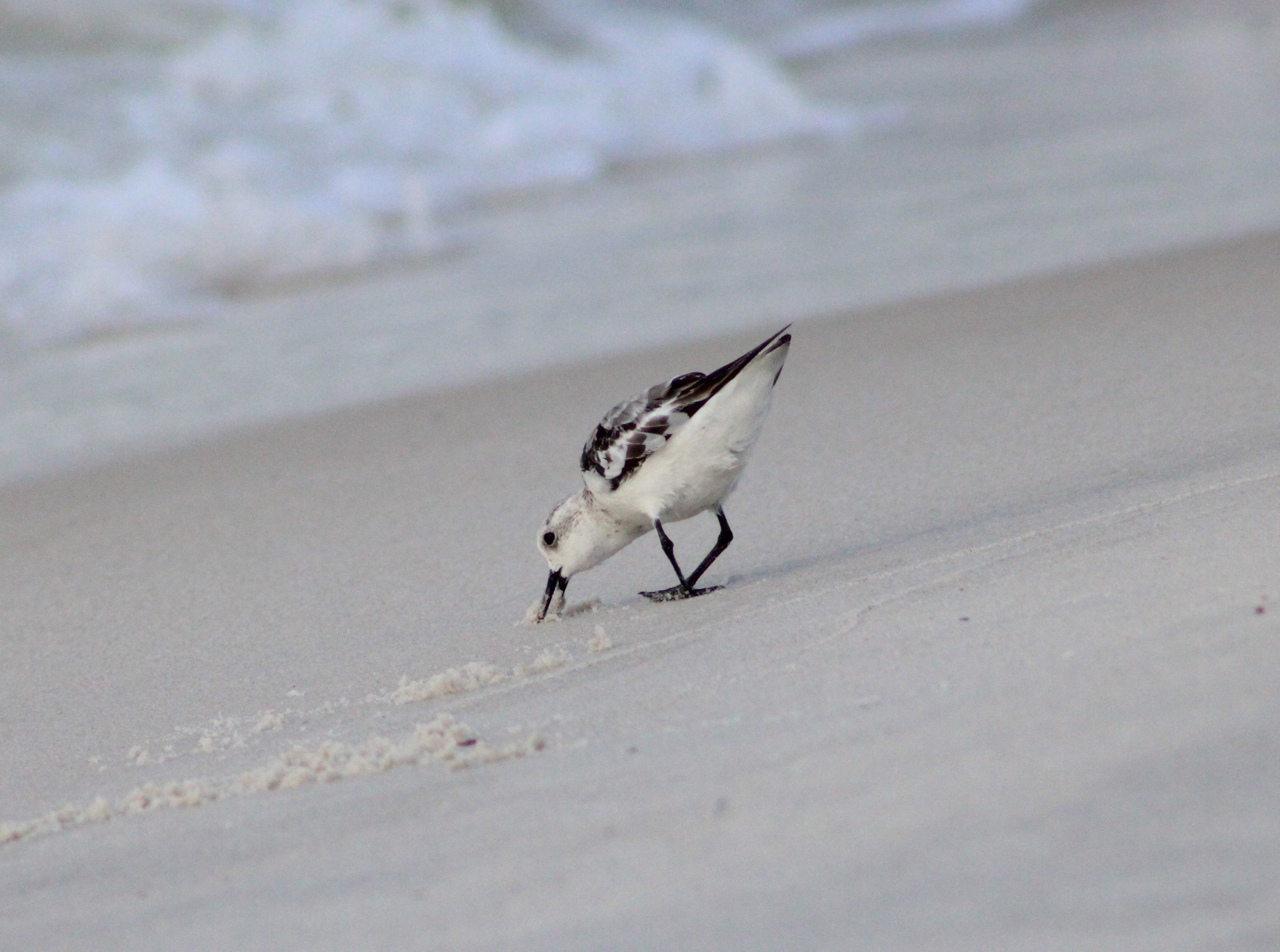Shorebird on the coast, photo 3.