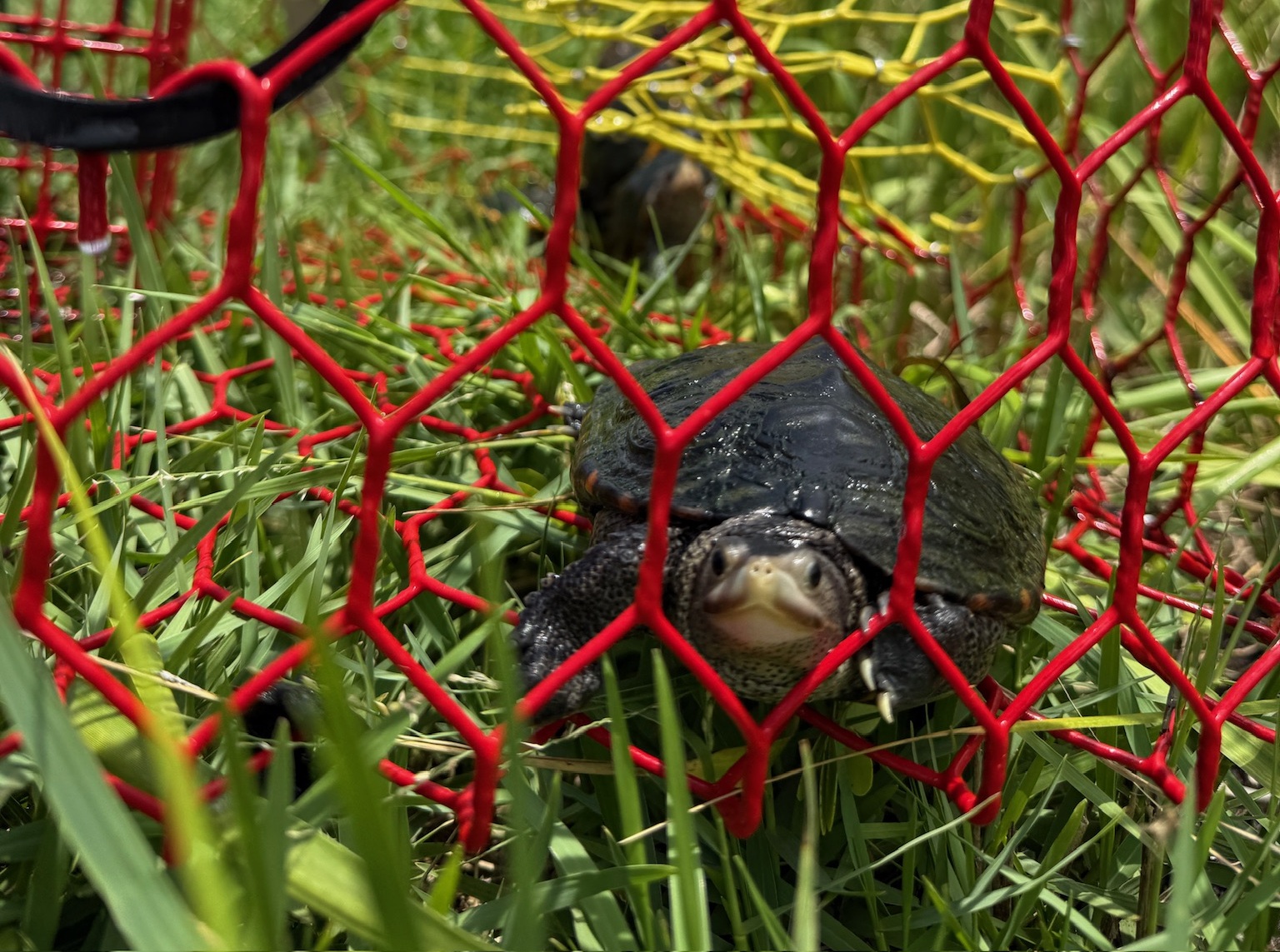 Diamondback terrapin in a trap.