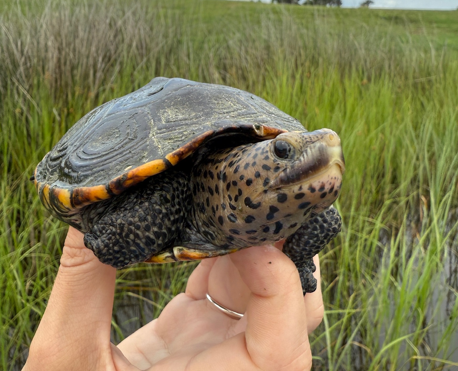 Diamondback terrapin held for research.