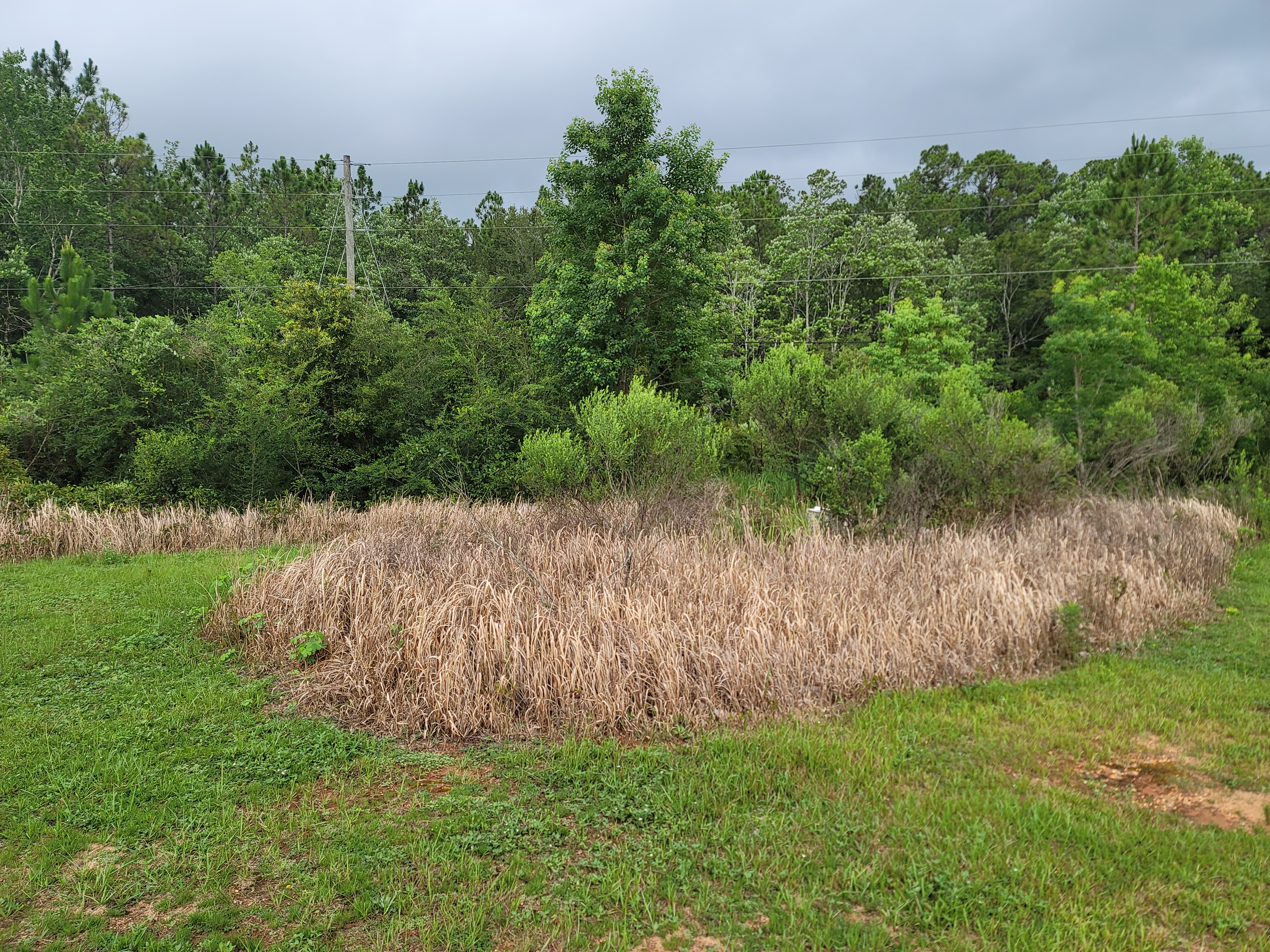 A patch of Cogongrass post herbicide treatment