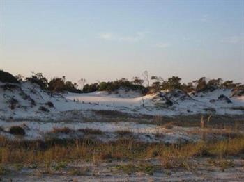 Perdido Key Dune Vegetation Perdido Key Dune Vegetation