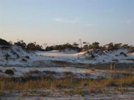 Perdido Key Dune Vegetation Perdido Key Dune Vegetation