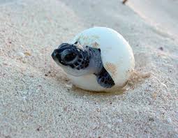 hatching turtle Baby sea turtle hatching