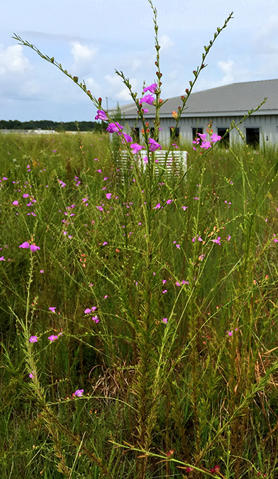 False Foxgloves on green roof at Central Office Complex