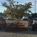 COC Curbless Bioretention Islands