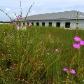 COC Green Roof