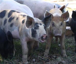pigs pigs
