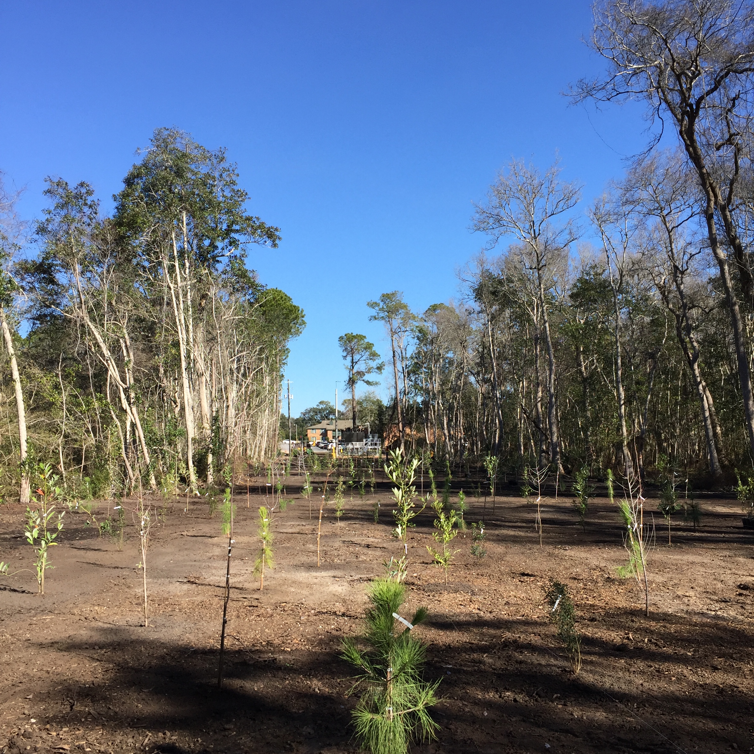 Corrydale Floodplain Restoration