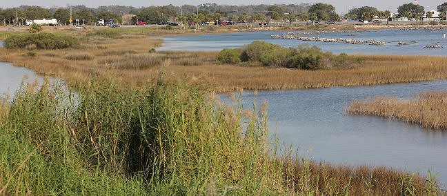 Living shoreline
